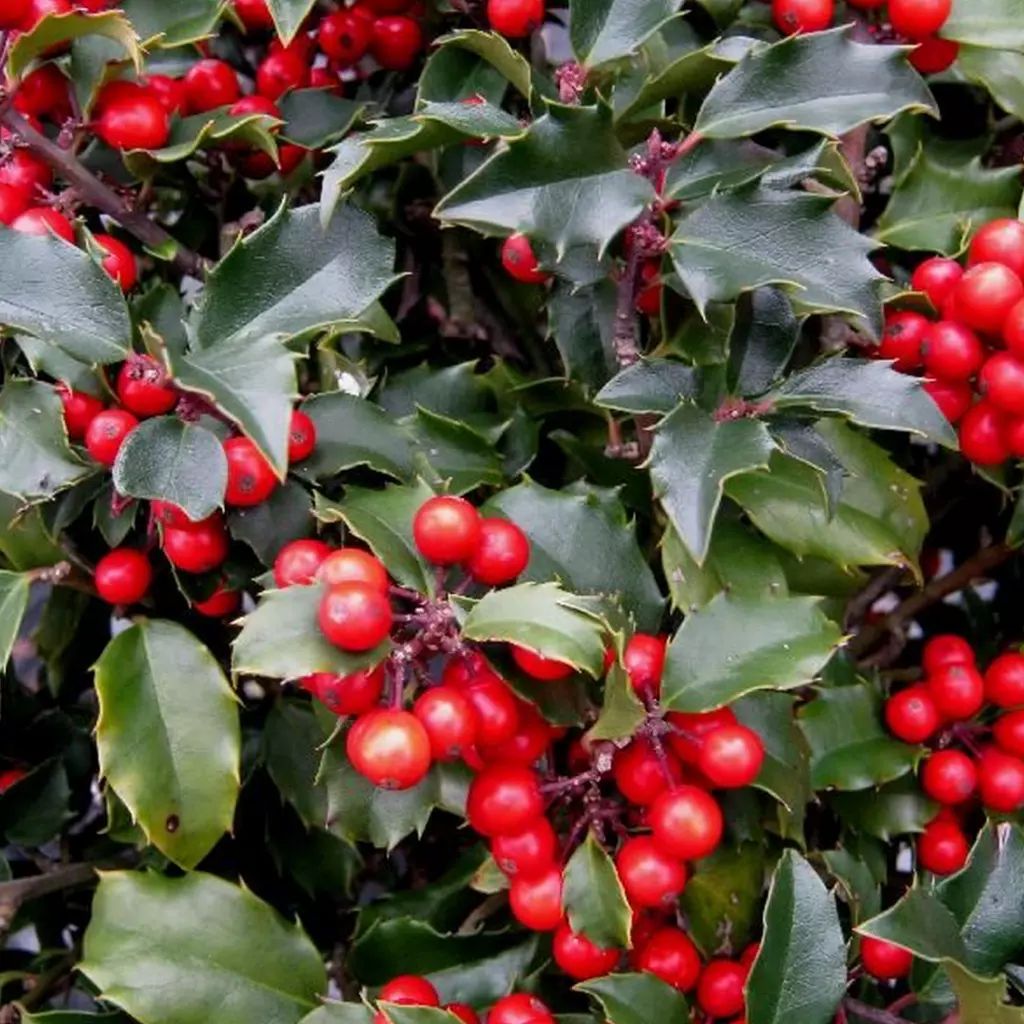 Ilex tufa cu bobite rosii 110 cm in ghiveci 3L