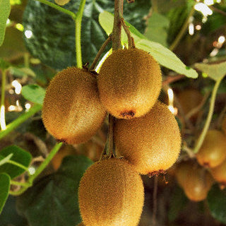 Kiwi autofertil in ghiveci de 3L înălțime livrare 150-170cm