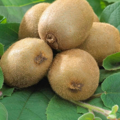 Kiwi Autofertil 40cm in Ghiveci  2L