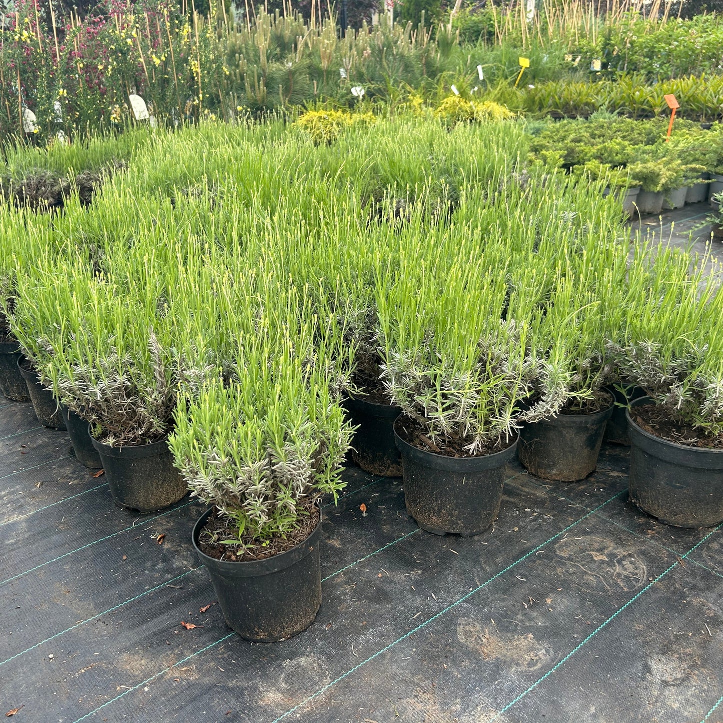 Lavanda in ghiveci 30-40cm