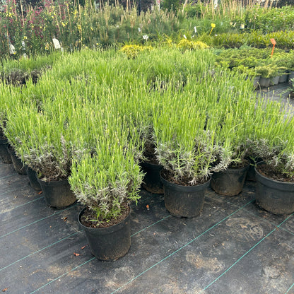 Lavanda in ghiveci 30-40cm