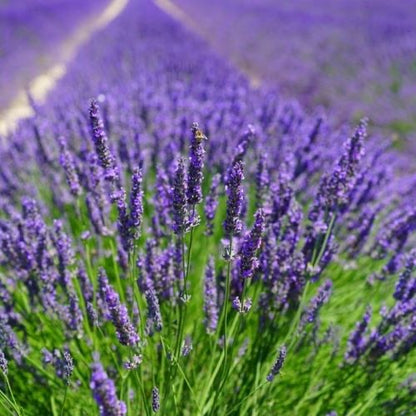 Butasi lavanda