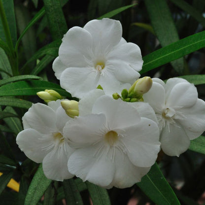 Leandru alb 60-80 cm ghiveci 5l