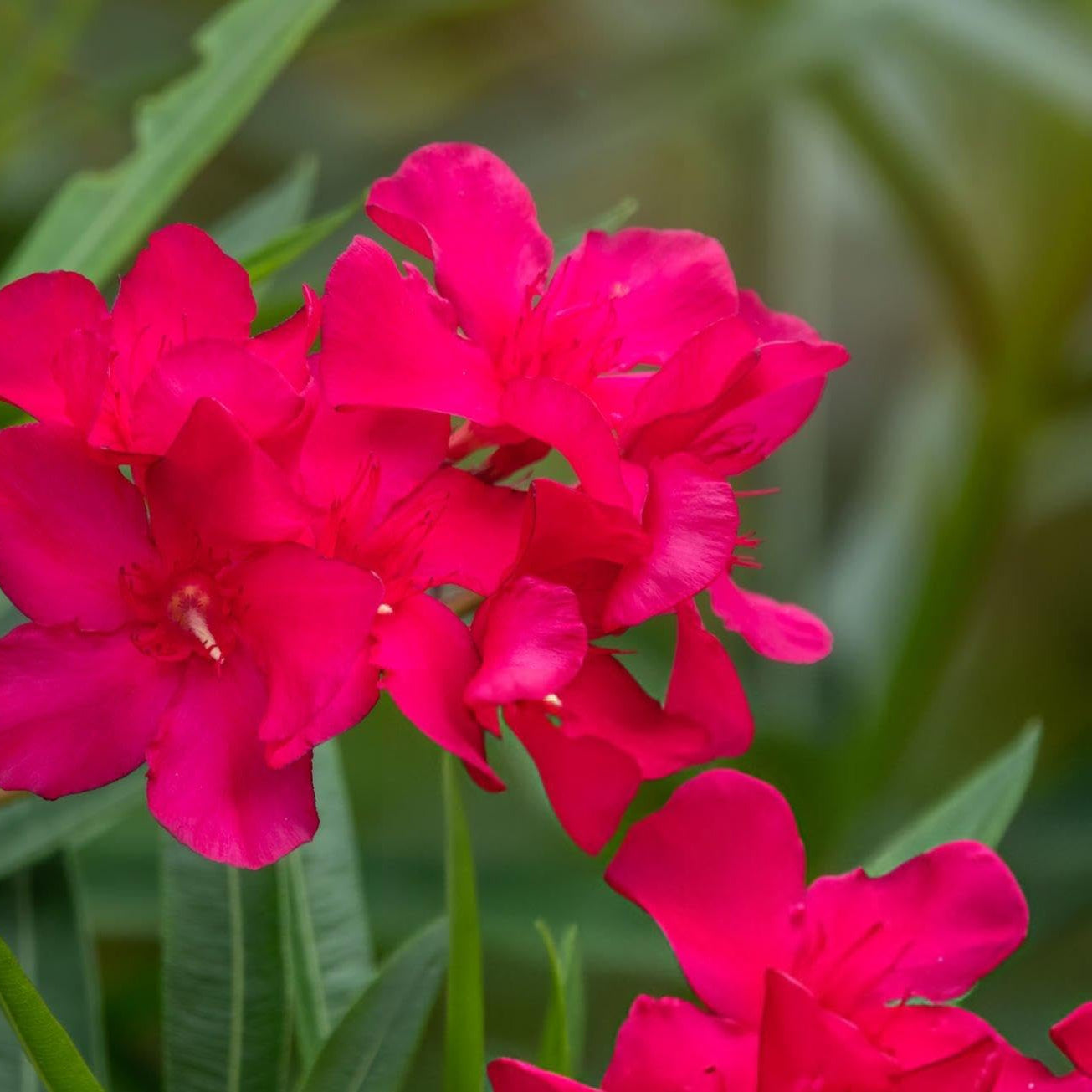 Leandru rosu 40cm ghiveci 3l