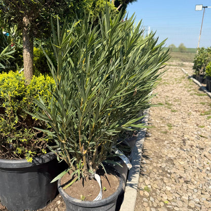 Leandru rosu 60-80 cm ghiveci 5l