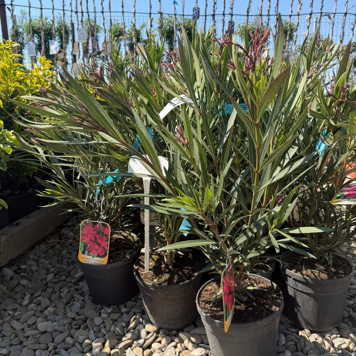 Leandru rosu 40cm ghiveci 3l