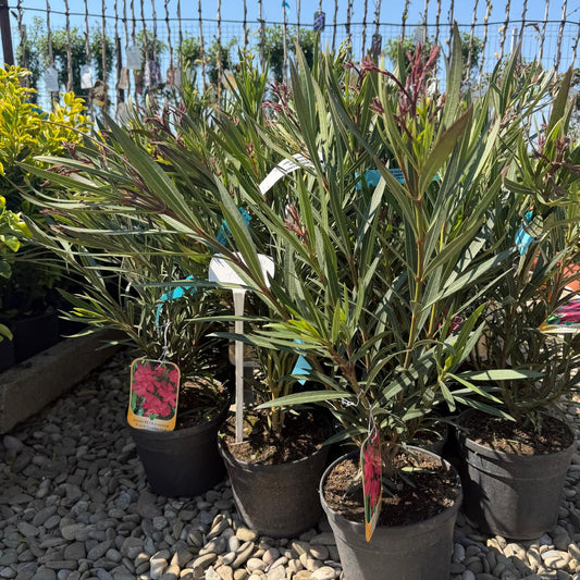 Leandru rosu 40cm ghiveci 3l