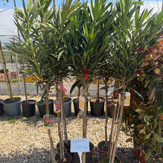 Leandru rosu pomisor 170 cm ghiveci 7l