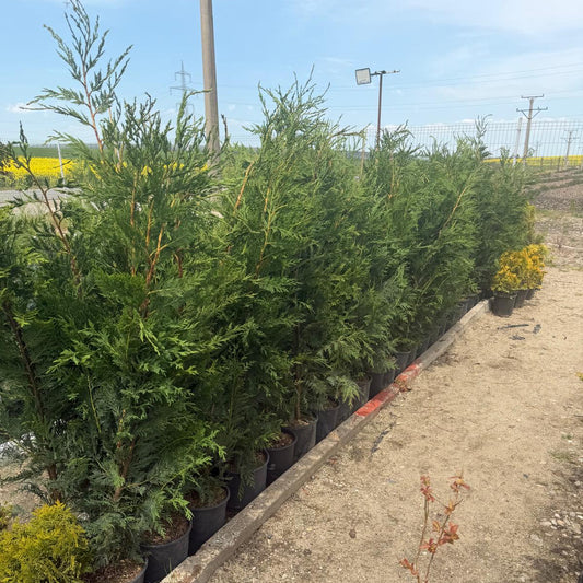 Leylandi Chiparos vesnic verde 120-140cm ghiveci 4l