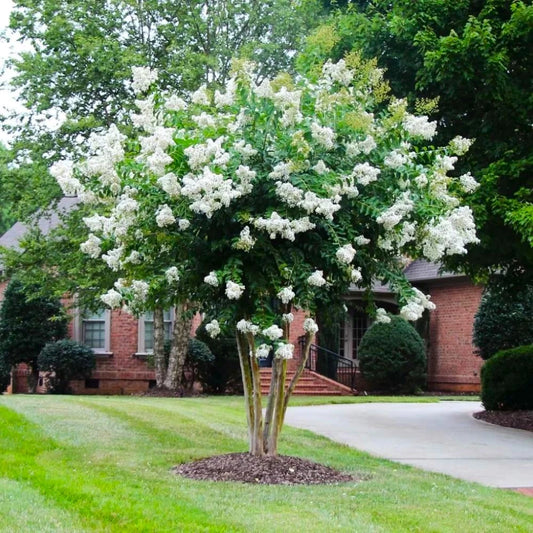 Liliac indian Alb 60-70cm in ghiveci 3L