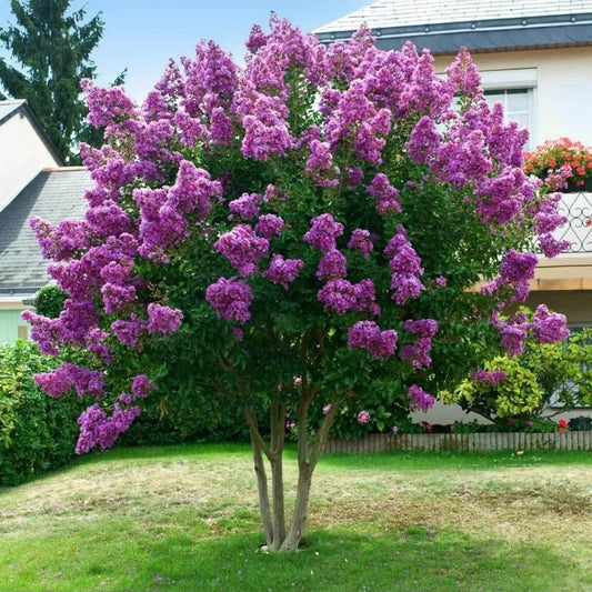Liliac indian Violet 60-70cm in ghiveci 3L