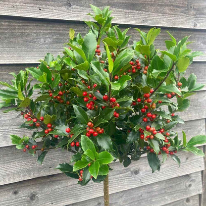 Ilex pomisor Rosu 1m ghiveci 3L