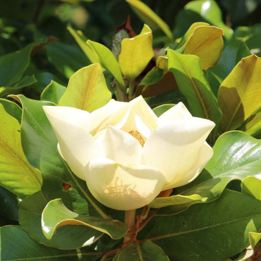 Magnolie Vesnic Verde Grandiflora 80 cm in ghiveci 4L