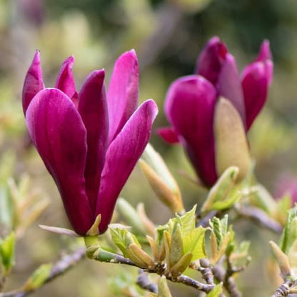 Magnolie Liliflora Nigra 160 cm in ghiveci 3L