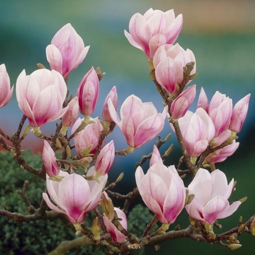 Magnolia Soulangeana 70 cm in ghiveci 3L