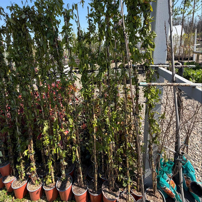 Mana Maicii Domnului in ghiveci 3l inaltime la livrare 1,8m