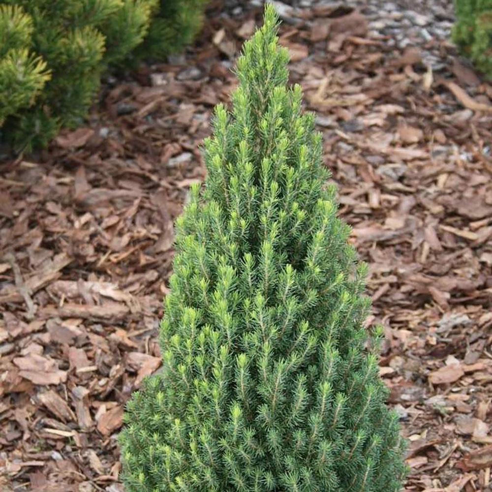Bradut conic 60 cm in ghiveci 5L