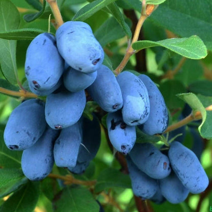 Afin Siberian pe Rod Aurora an III in ghiveci 1,5L 50-60cm