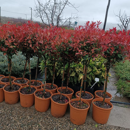 Photina pe picior Red Robin 100cm in ghiveci 5L