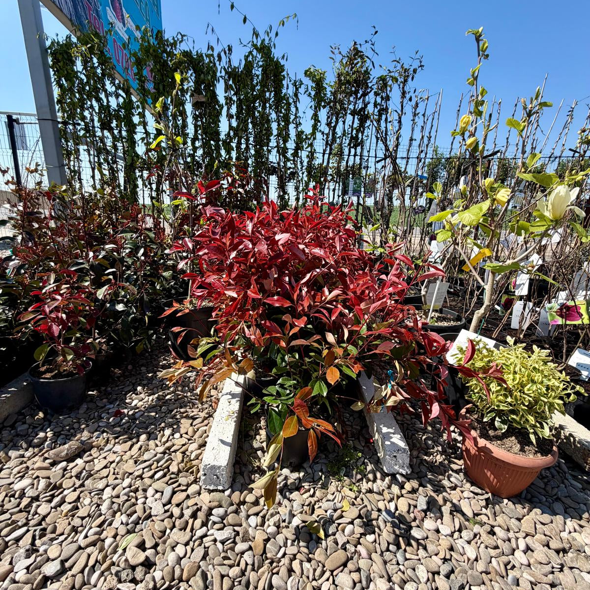 Photina Red Robin 40-50 cm in ghiveci 4L