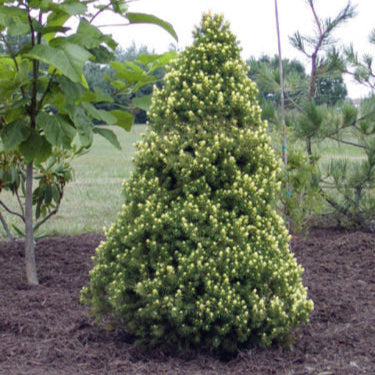 Bradut conic 60 cm in ghiveci 5L
