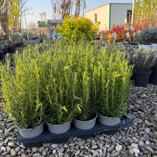 Rozmarin 20-30cm in ghiveci 3L