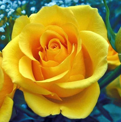 Trandafir Yellow in ghiveci 1,8L