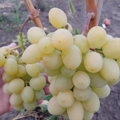 Vita de vie Cotton Candy Ratatui fara Samburi super aromata in ghiveci h80cm+