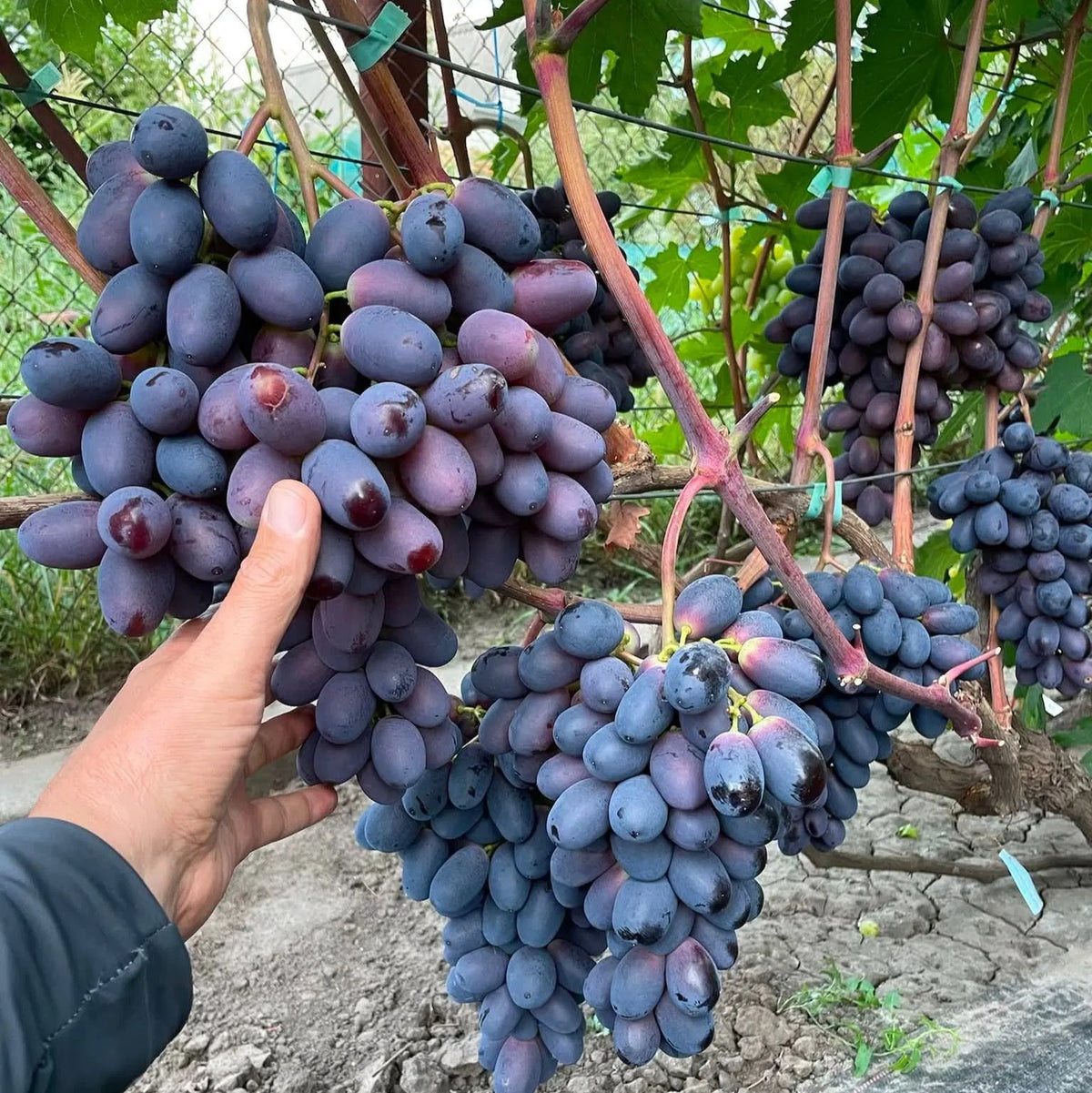 Vita de vie Bravissimo parfumata fara Samburi in ghiveci h80cm+