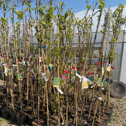 Vita de vie Victoria an III pe rod ghiveci 3l inaltime livrare 1.8m